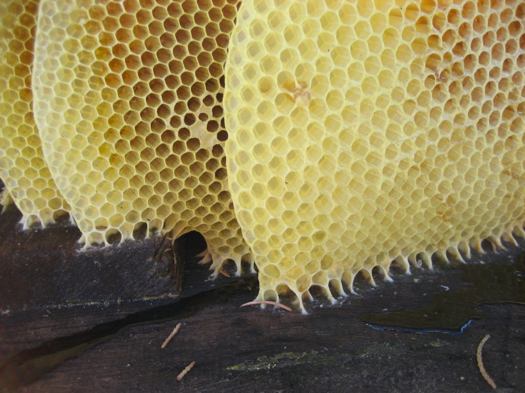 Beeswax is a renewable resource