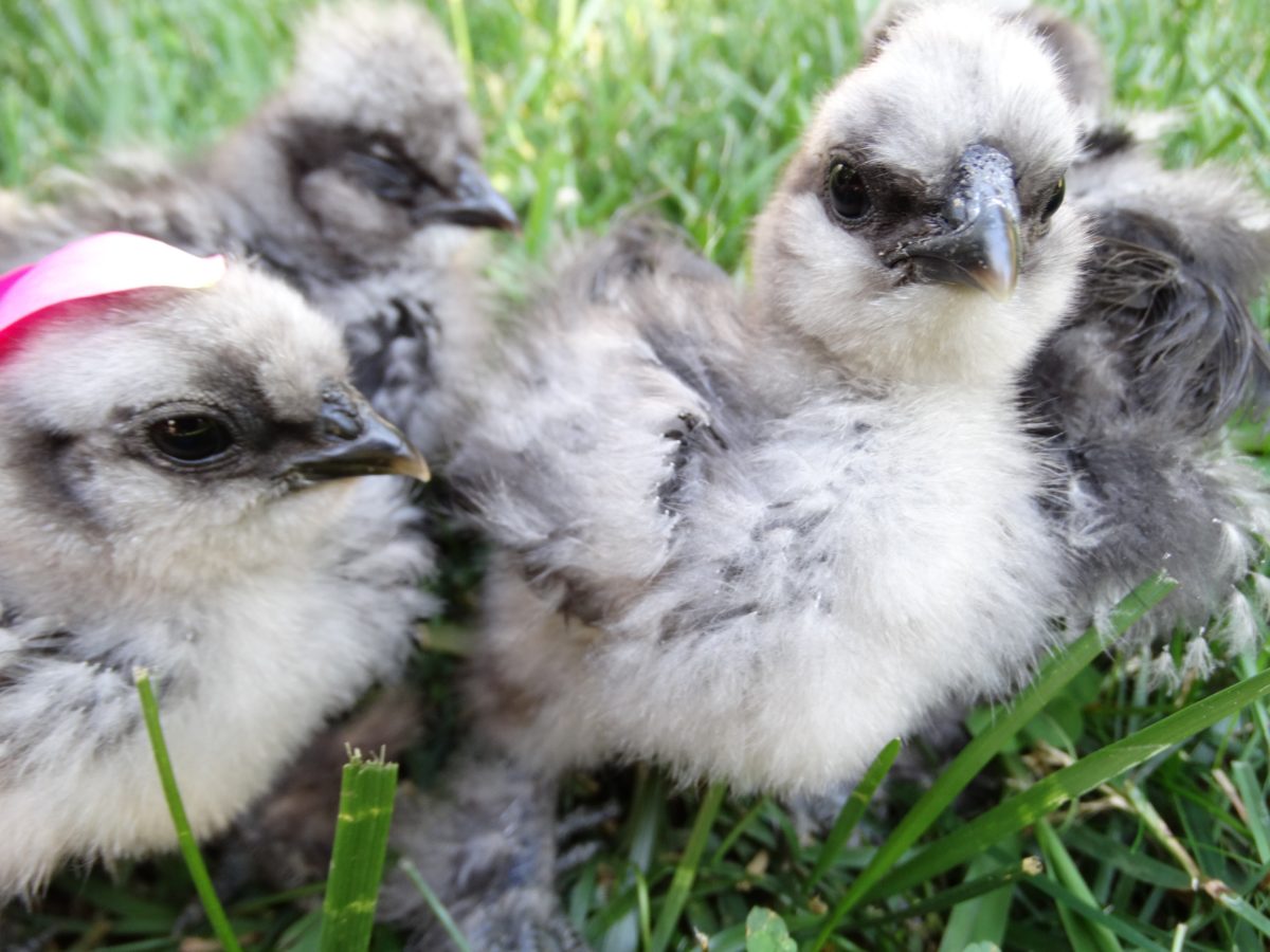 How to Keep Urban Backyard Chickens