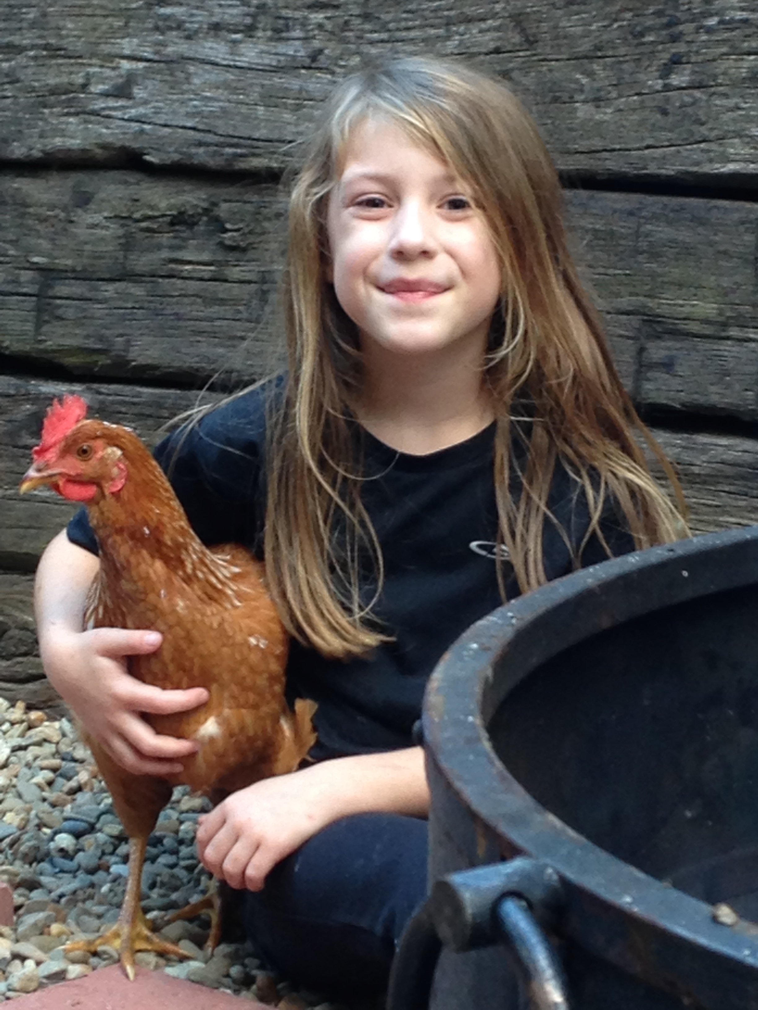 How to Keep Urban Backyard Chickens