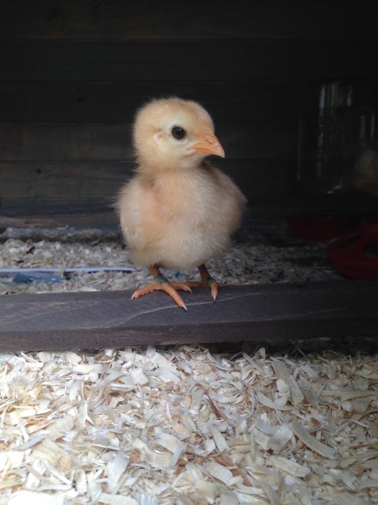 How to Keep Urban Backyard Chickens