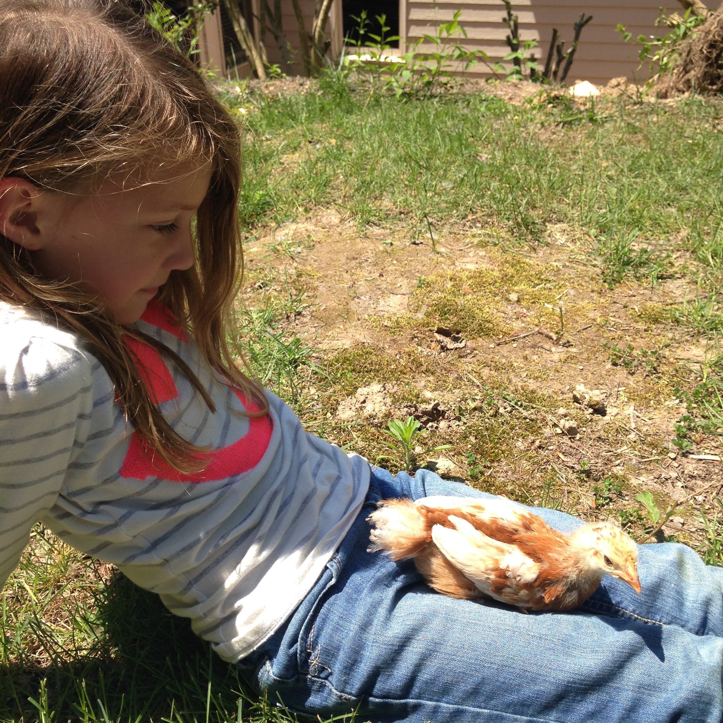 How to Keep Urban Backyard Chickens