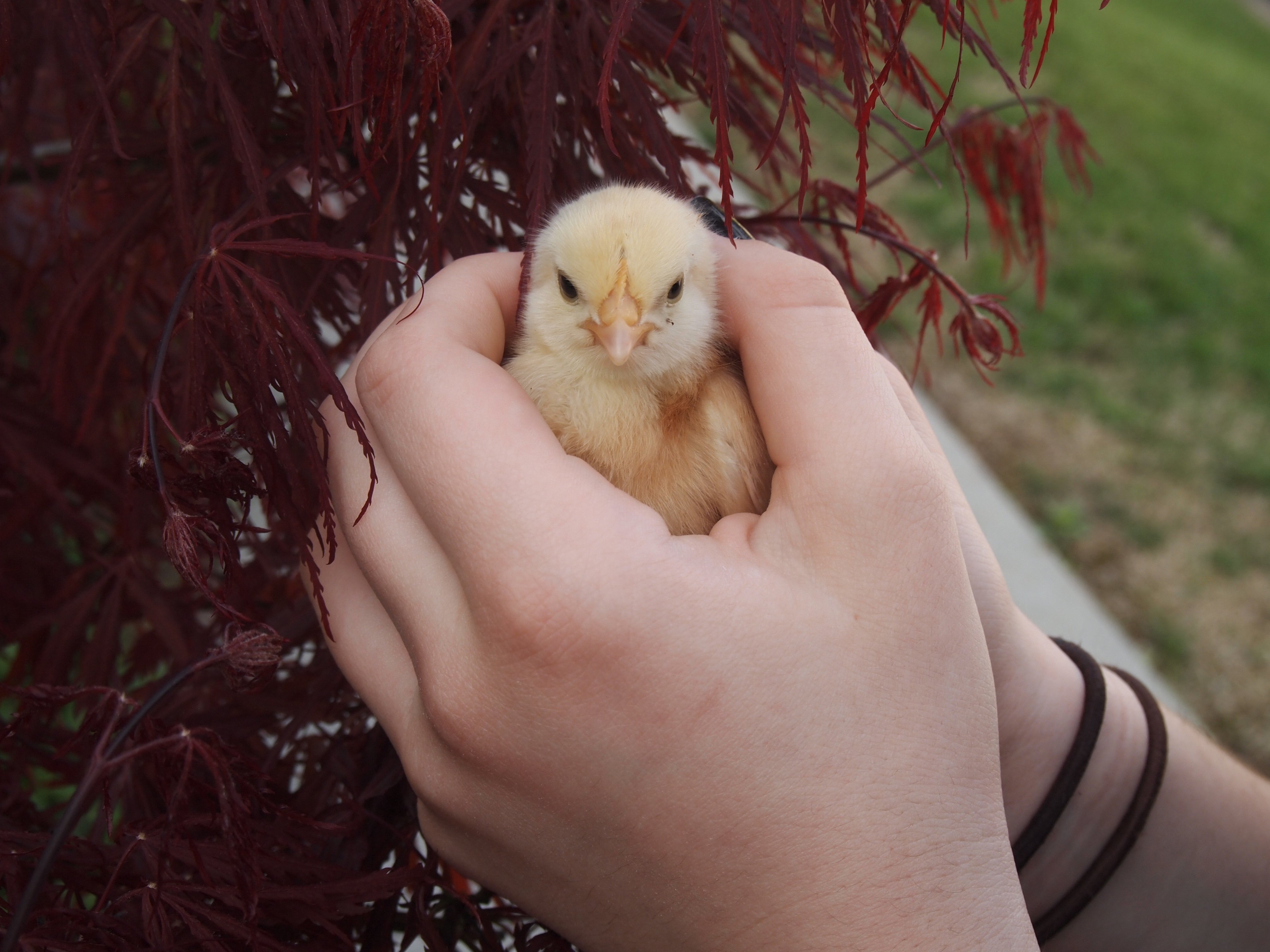 How to Keep Urban Backyard Chickens