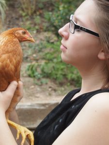 How to Keep Urban Backyard Chickens