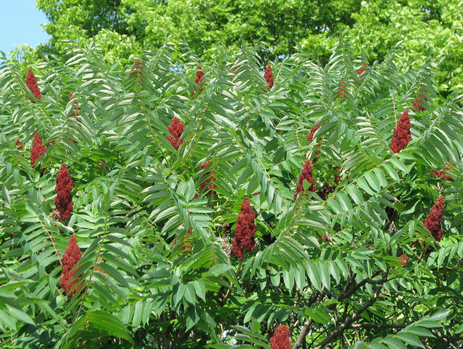 Sumac, the spice you're probably not using...