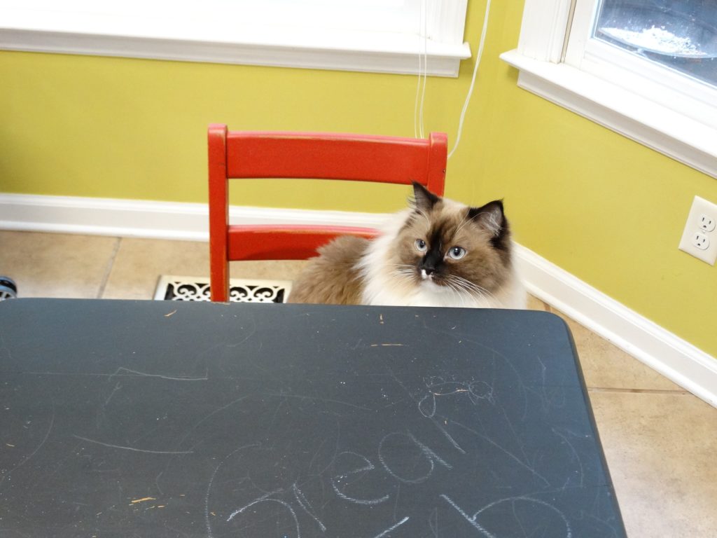 How I deal with fur and dust bunnies in our multiple cat home