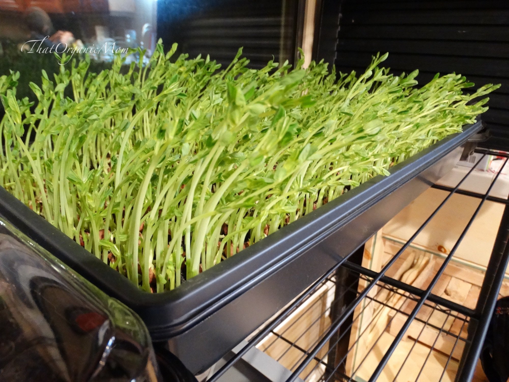 Microgreens are easy to grow, check out these pea shoots growing towards the sunlight