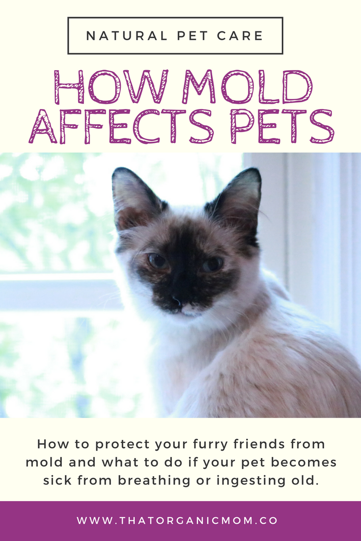 How mold can make pets sick plus how to protect them