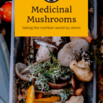 How Medicinal Mushrooms are taking the nutrition world by storm 11