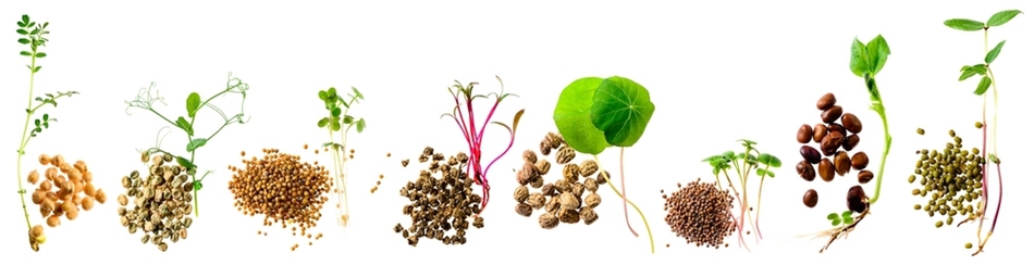 How to Grow Sprouts and Microgreens for a Healthy Diet