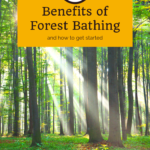 Forest Bathing 5