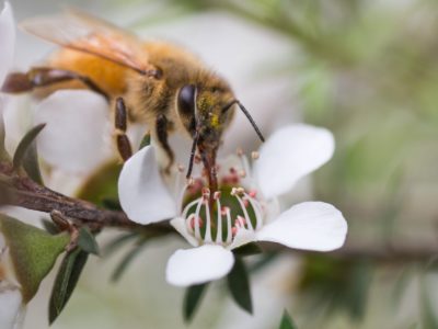 How to use Mānuka Honey with all the many benefits it offers 8