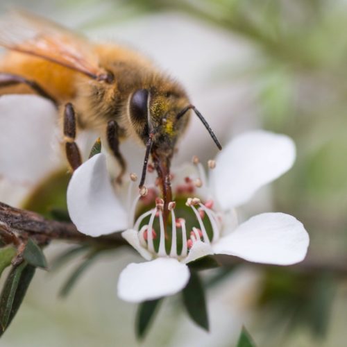 How to use Mānuka Honey with all the many benefits it offers 8