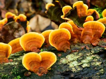 Explore the Power of Mushrooms and Supercharge Your Life 3