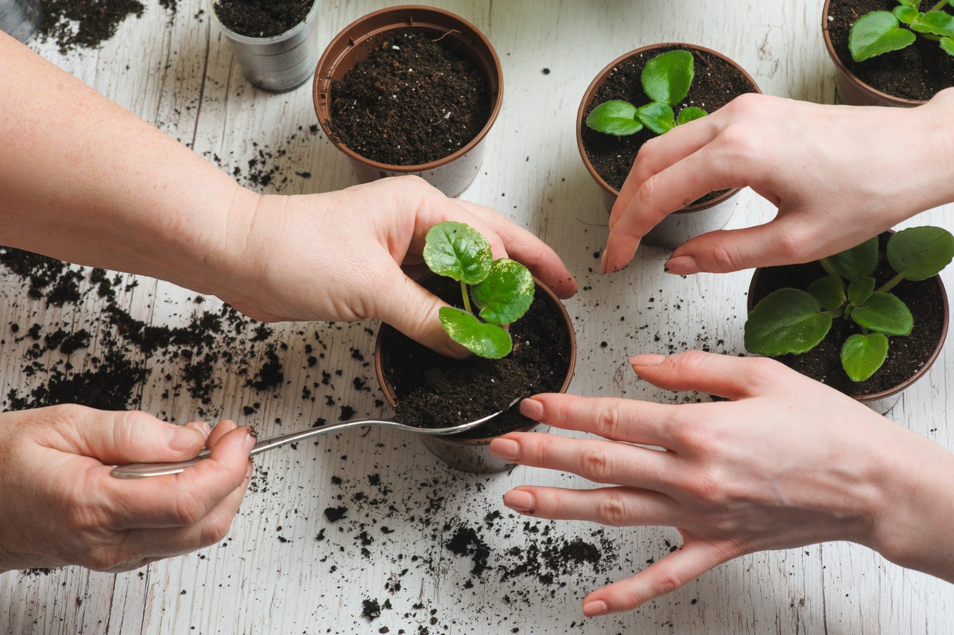 The Ultimate Guide to Celebrate Earth Day at Home 4