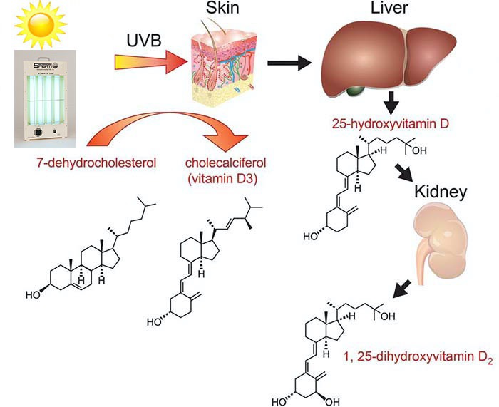 How to Increase Vitamin D Levels Quickly 4