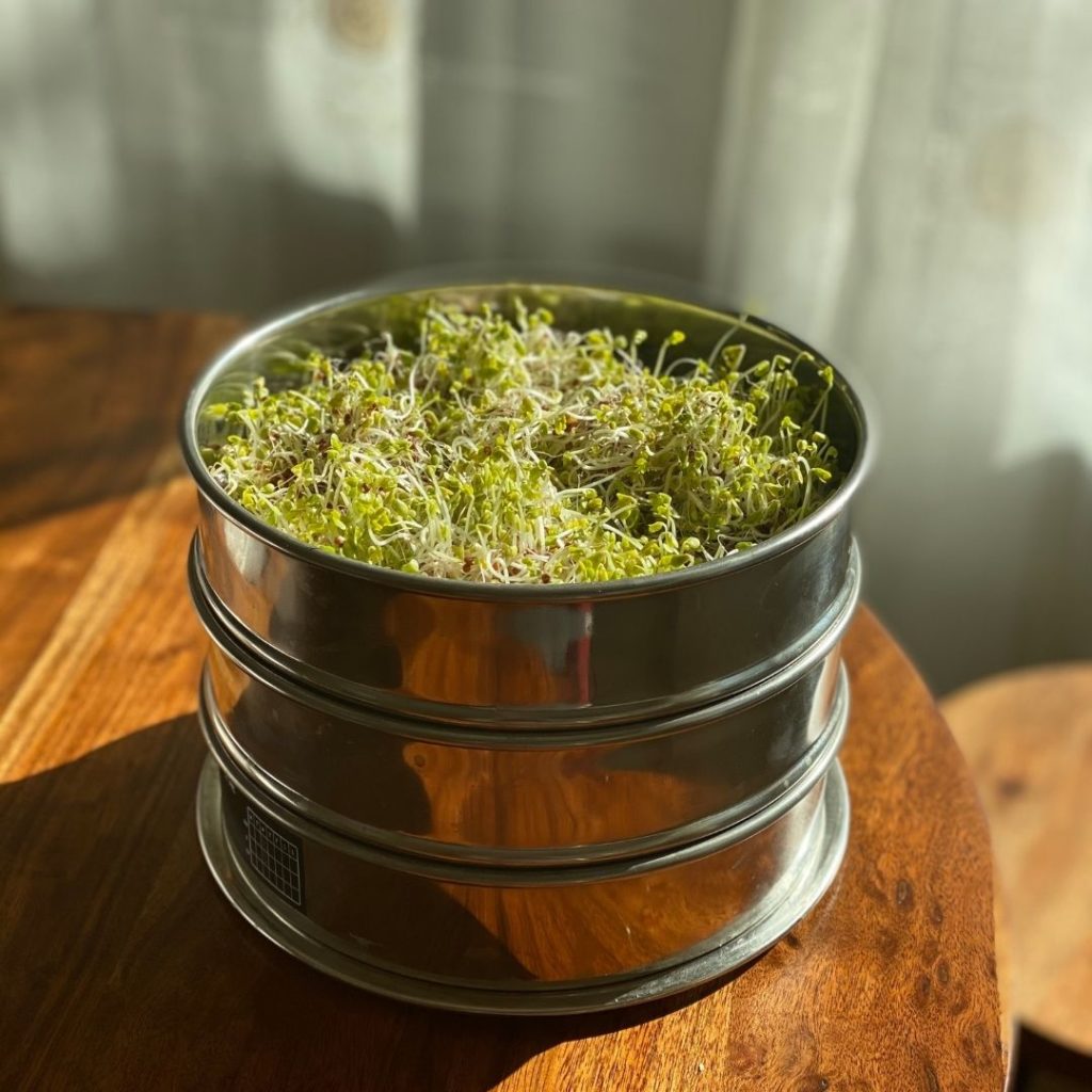 How to Grow Sprouts and Microgreens