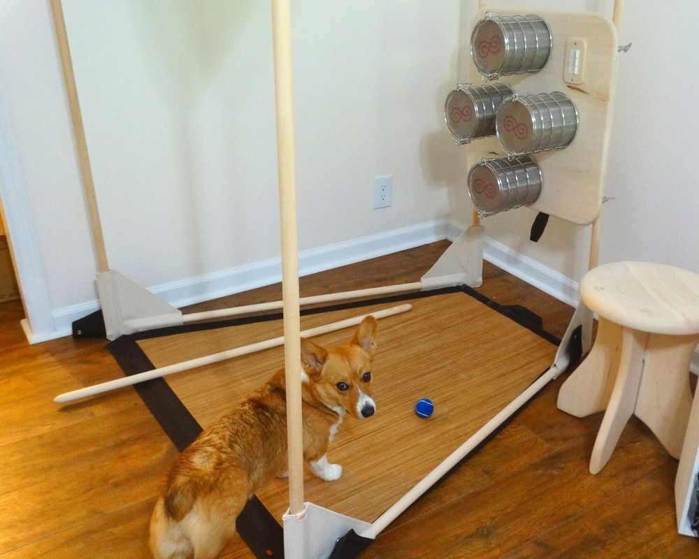 saunaspace sauna building in progress with a corgi