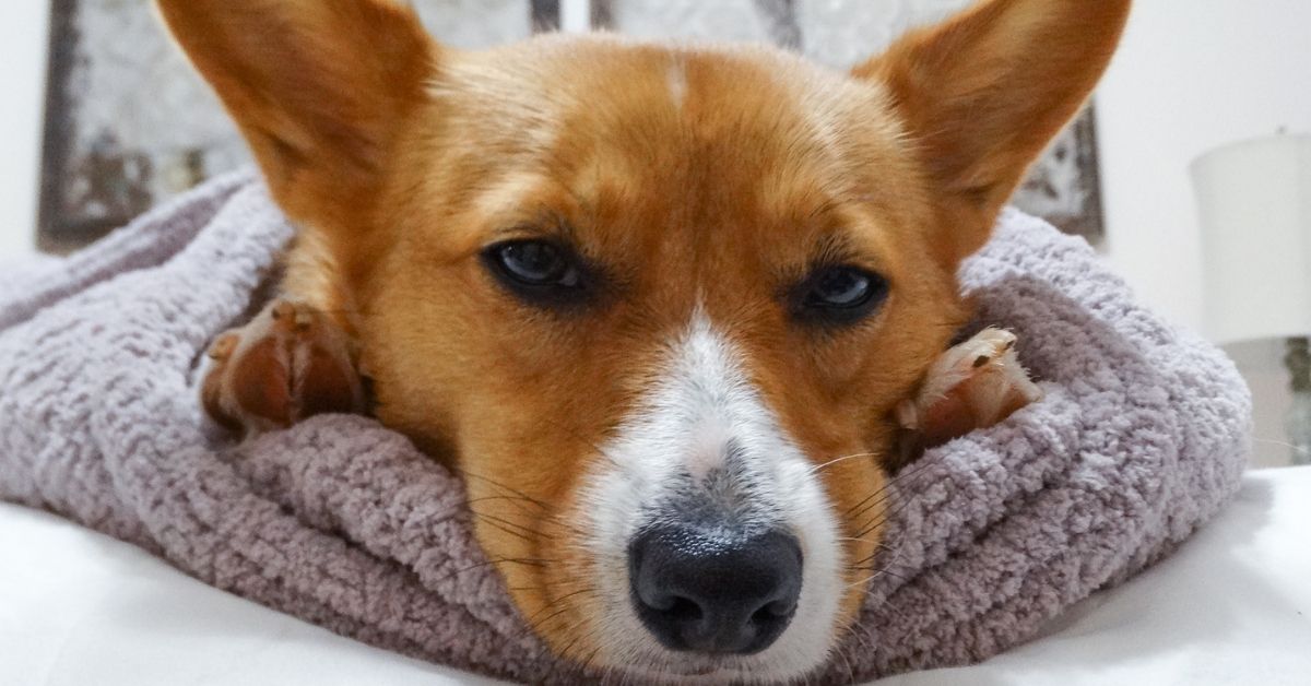 Why Do Weighted Blankets Work and Which One Is Best?