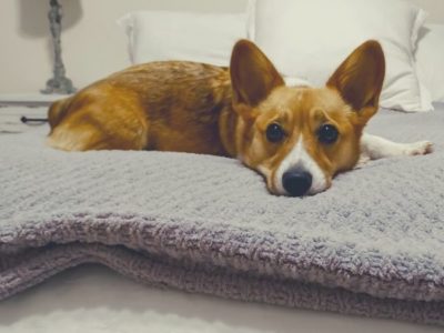 Why Do Weighted Blankets Work and Which One Is Best? 1