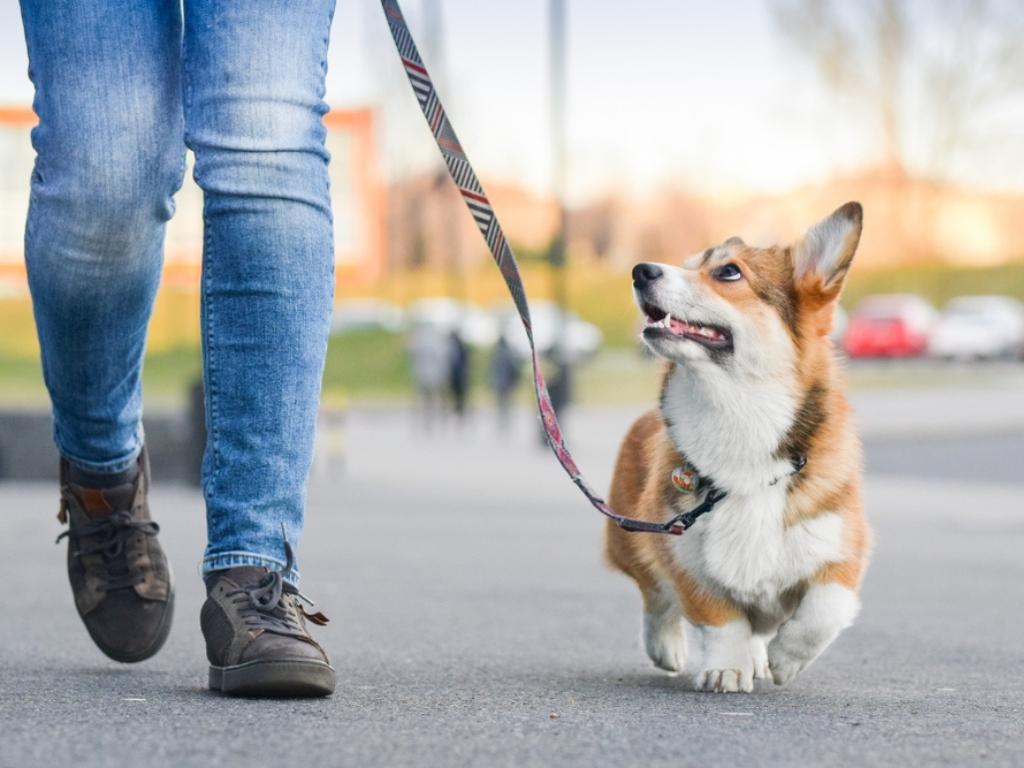 person walking a dog