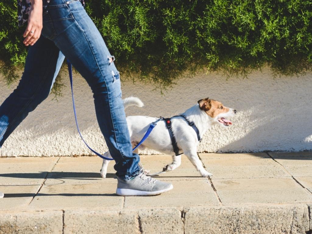 person walking dog on leash