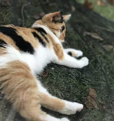 I saved our kitten's life by doing this... 